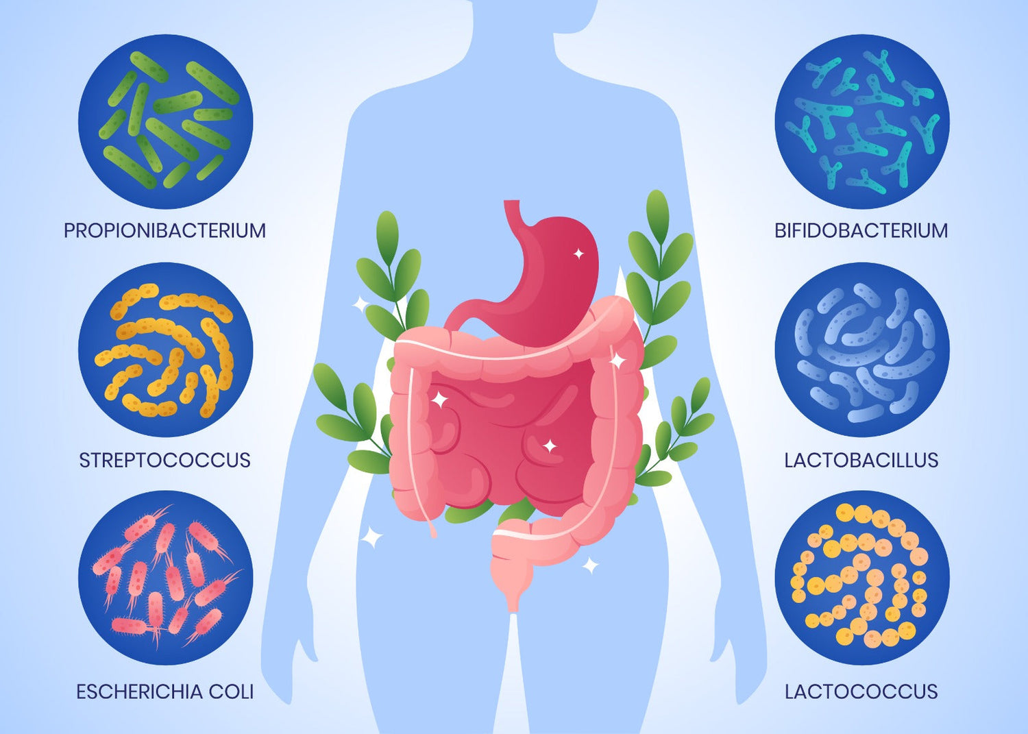 Types of Diarrhea and Their Impact on Gut Health